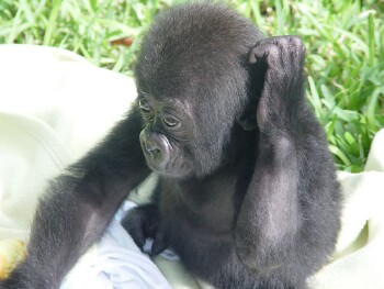 Bangori Baby Western Lowland Gorilla